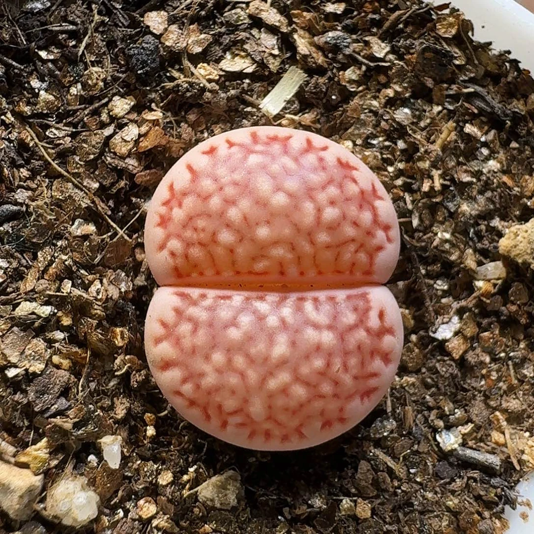 生石花111222。   222