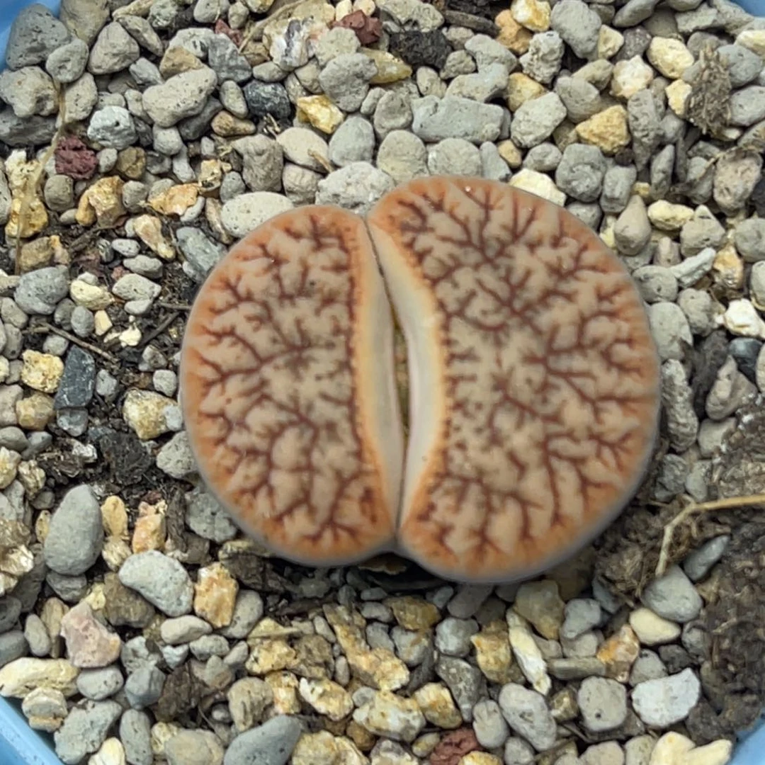 4560睫毛红曲一颗