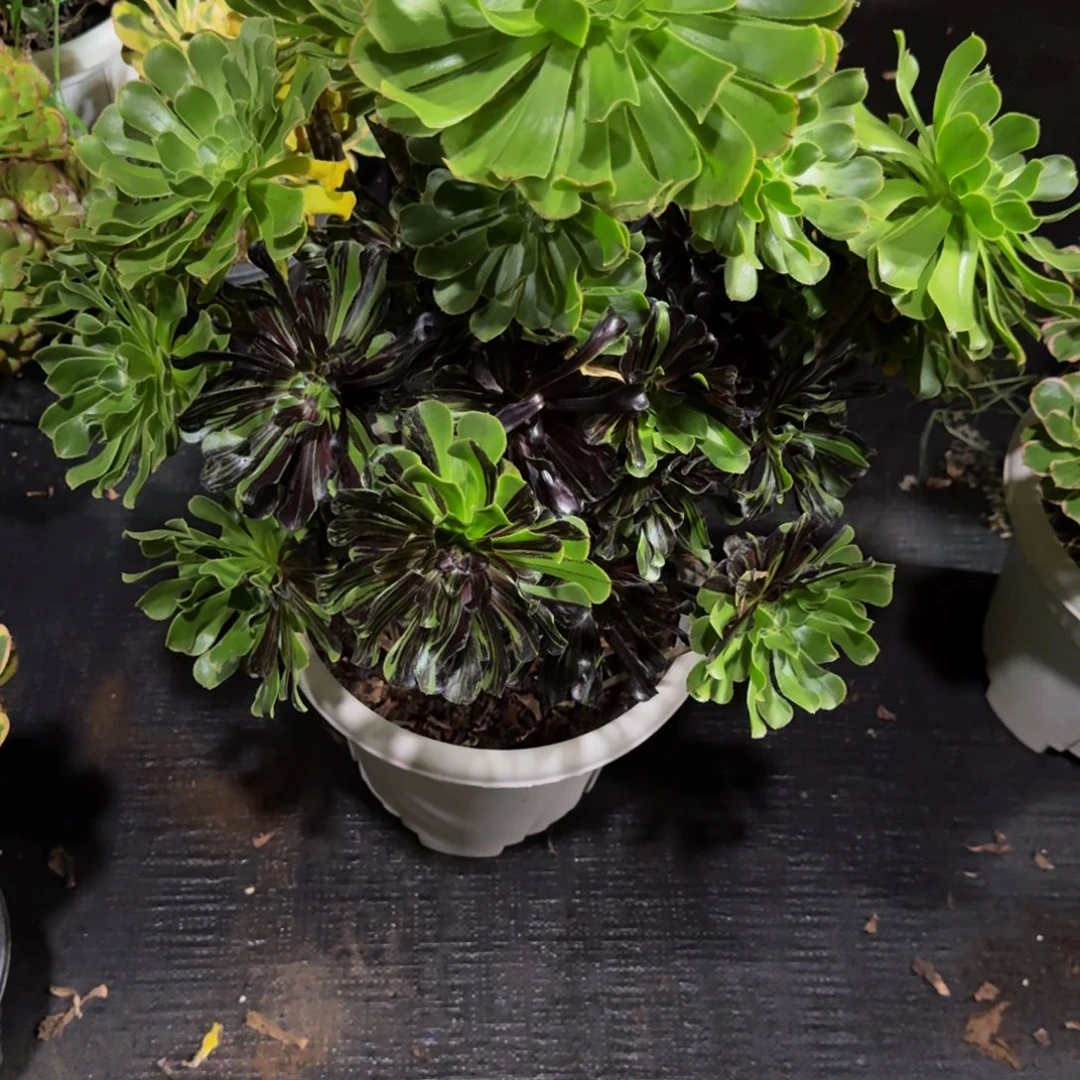 茗***宠755多肉植物法师物流到付