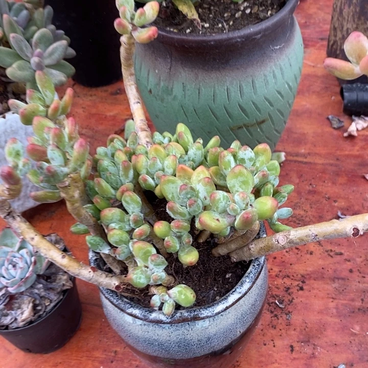 苹果奶整无砍多肉