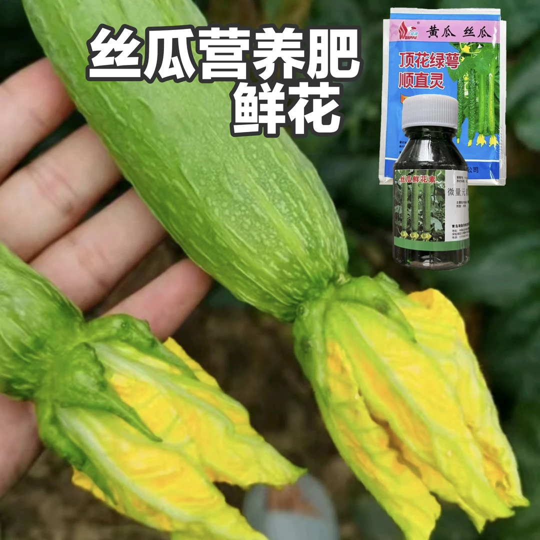 丝瓜鲜花营养套餐 沾花蘸瓜坐瓜授粉花鲜瓜条顺直长瓜快补充营养