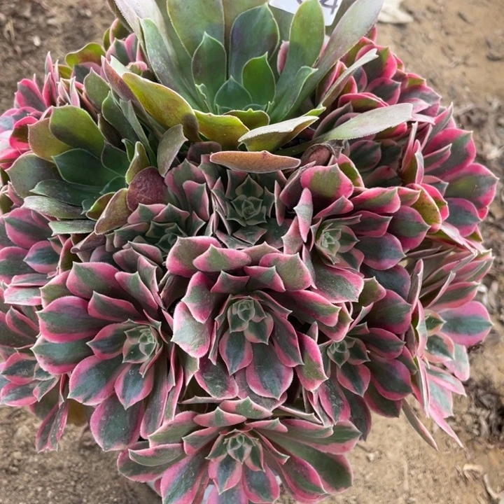 无花朵534多肉植物女妖