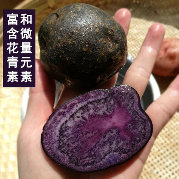 【坏果包赔】云南2025年新鲜现挖紫土豆黑美人老品种黑金刚紫洋芋