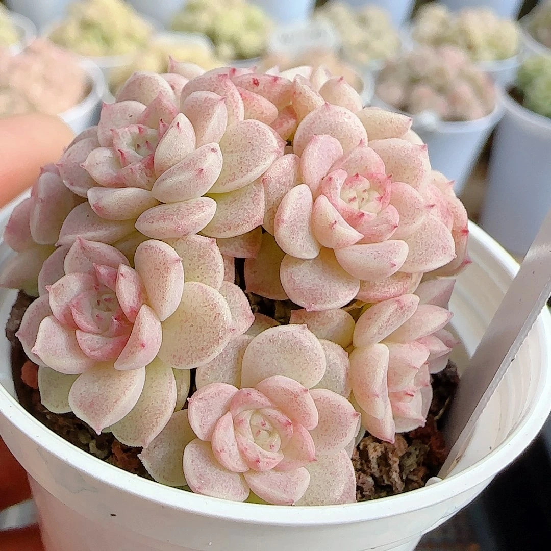 1208-63（ttp-51）优选多肉