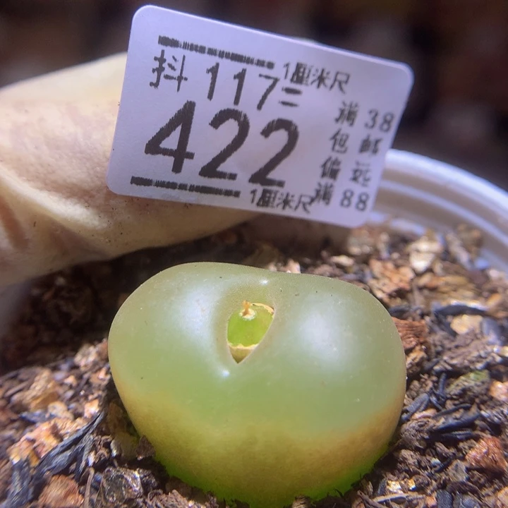 精品生石花117.422