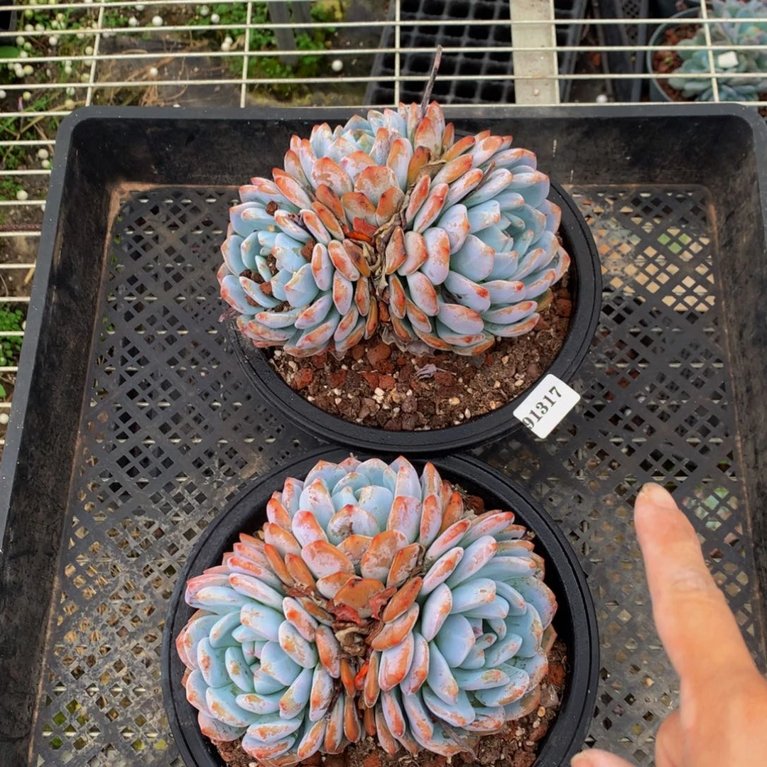 91317两个脱土发货嗯嗯嗯