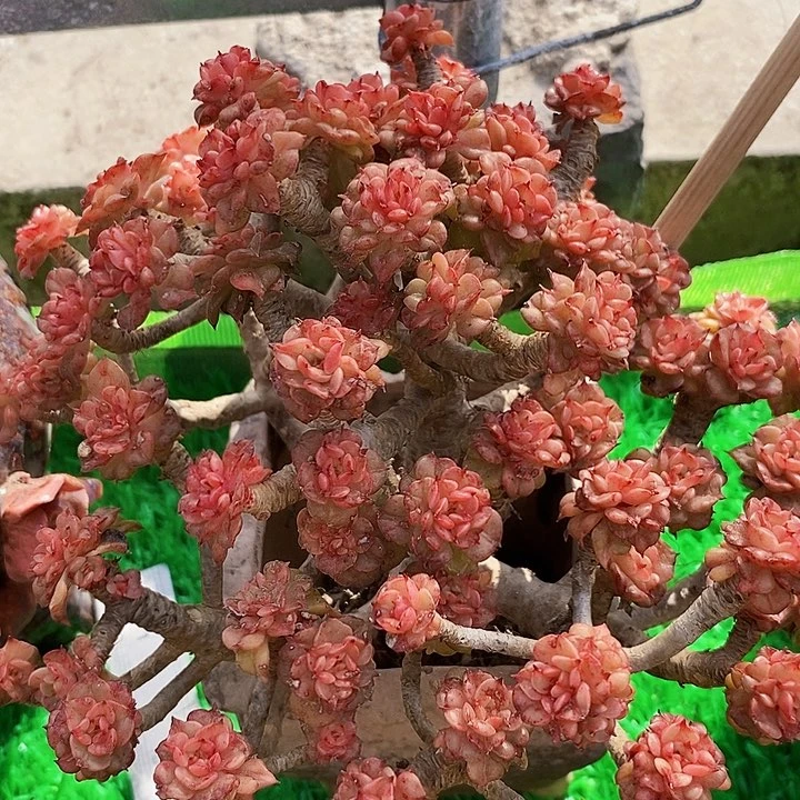 春*蜡牡丹整无砍多肉