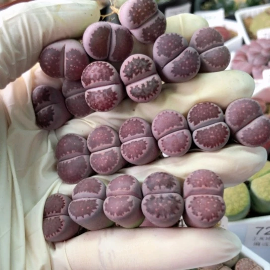 7706，1.5-1.6厘米母本如图20棵