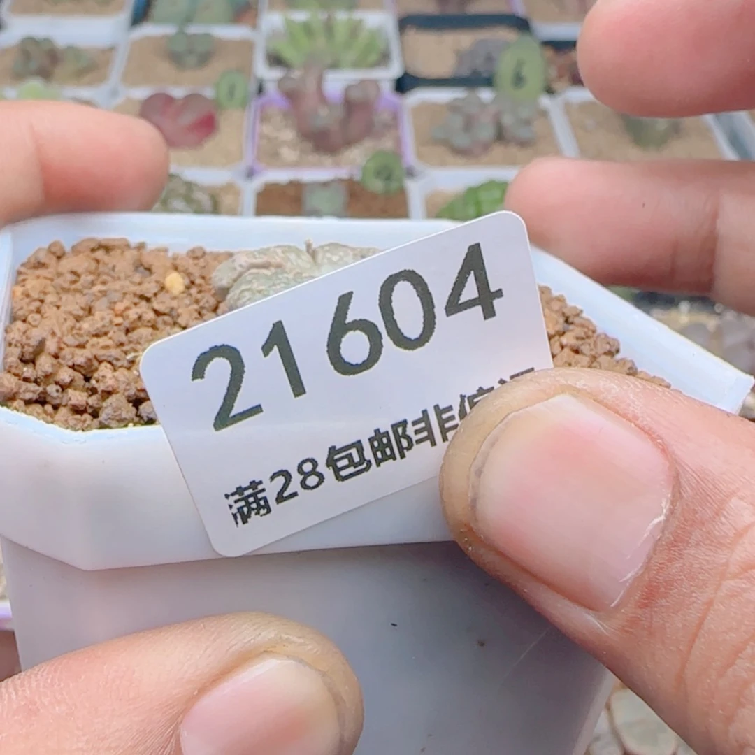 【闪购商品】d**o21604