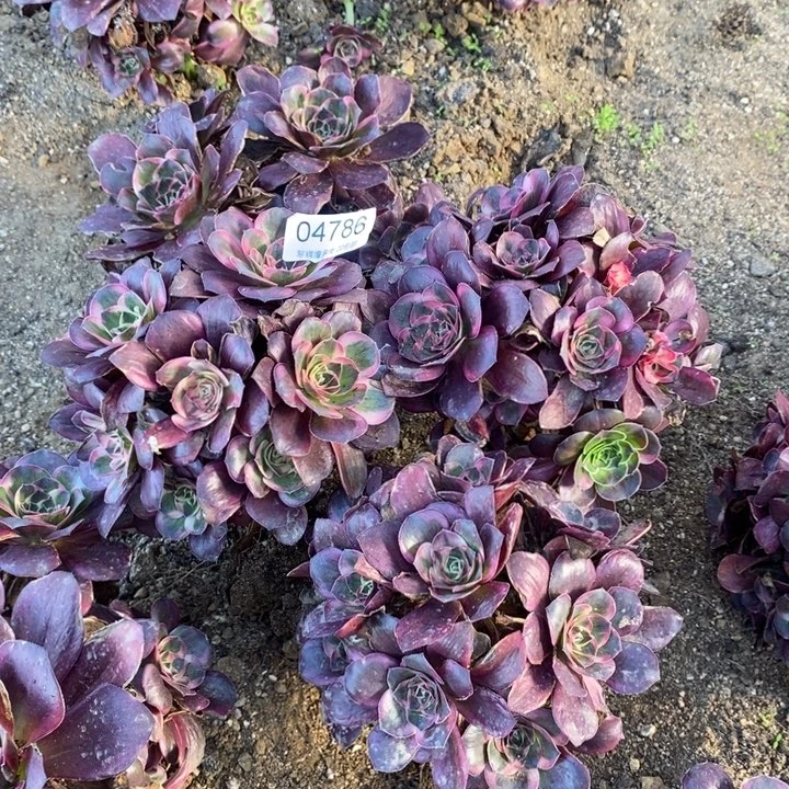 五***乐04786 3颗多肉植物