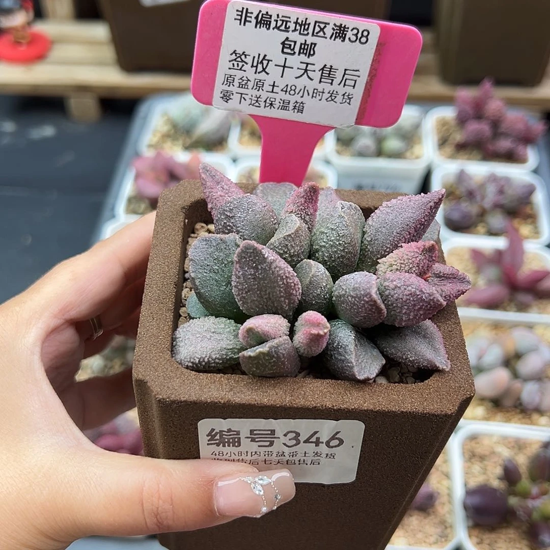 346红粉哈莫杂多肉植物