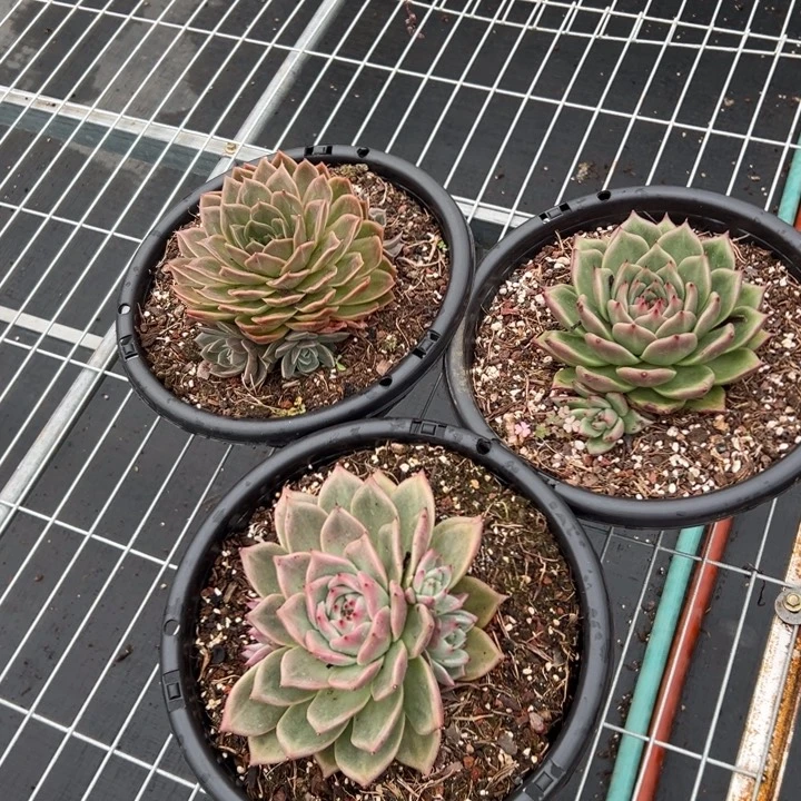 是对方更广泛的的