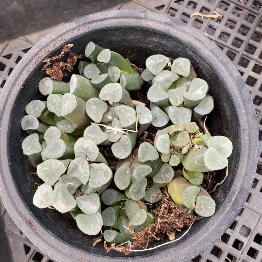 961 一组十棵糯窗万象 超级福利