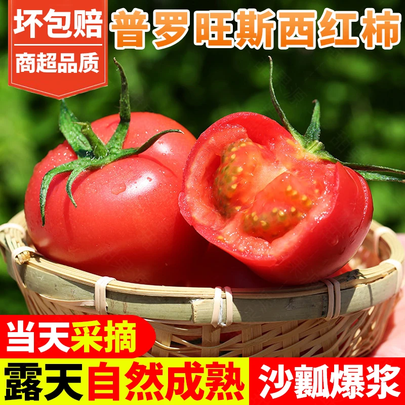 正宗普罗旺斯西红柿孕妇新鲜水果当季沙瓤现摘番茄蔬菜