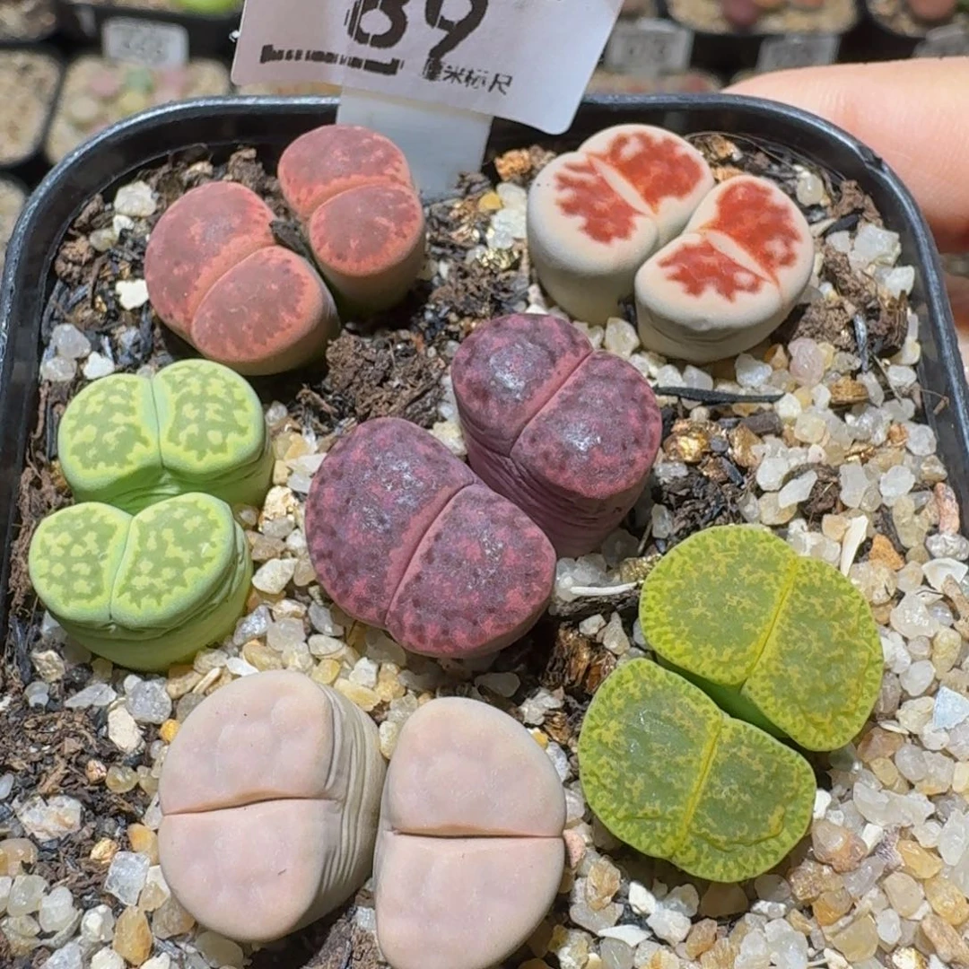 Ssss精品生石花89