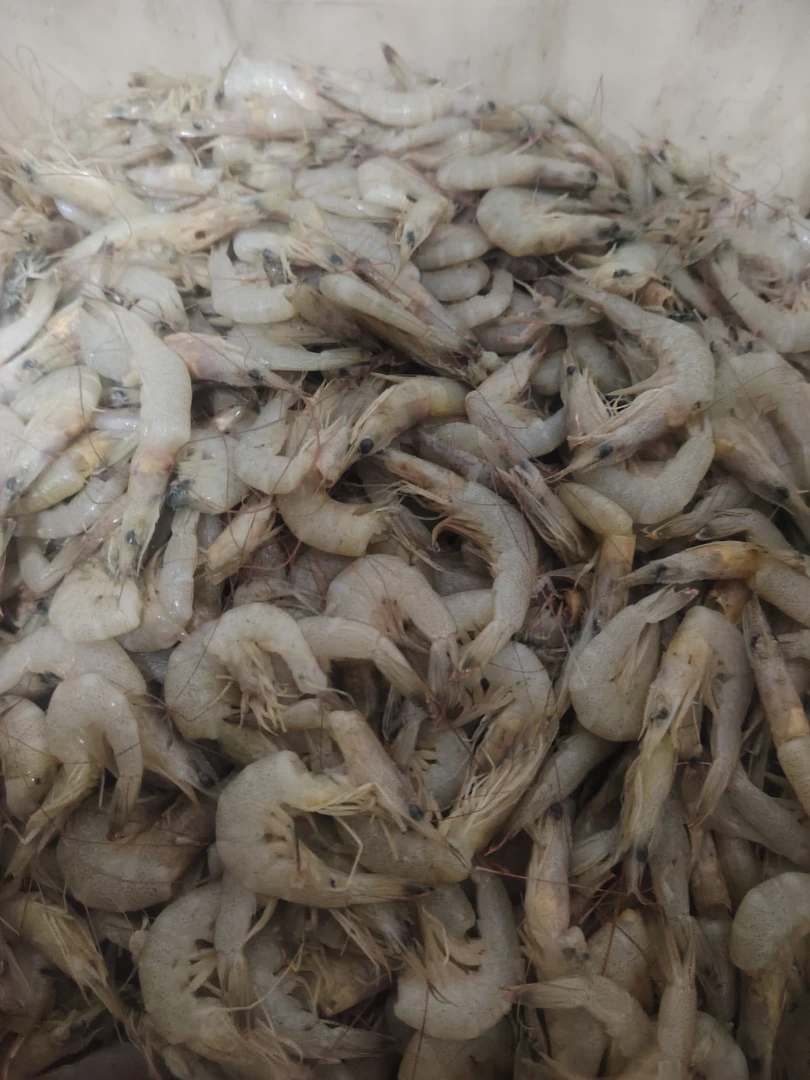 连云港野生羊毛虾手剥虾仁