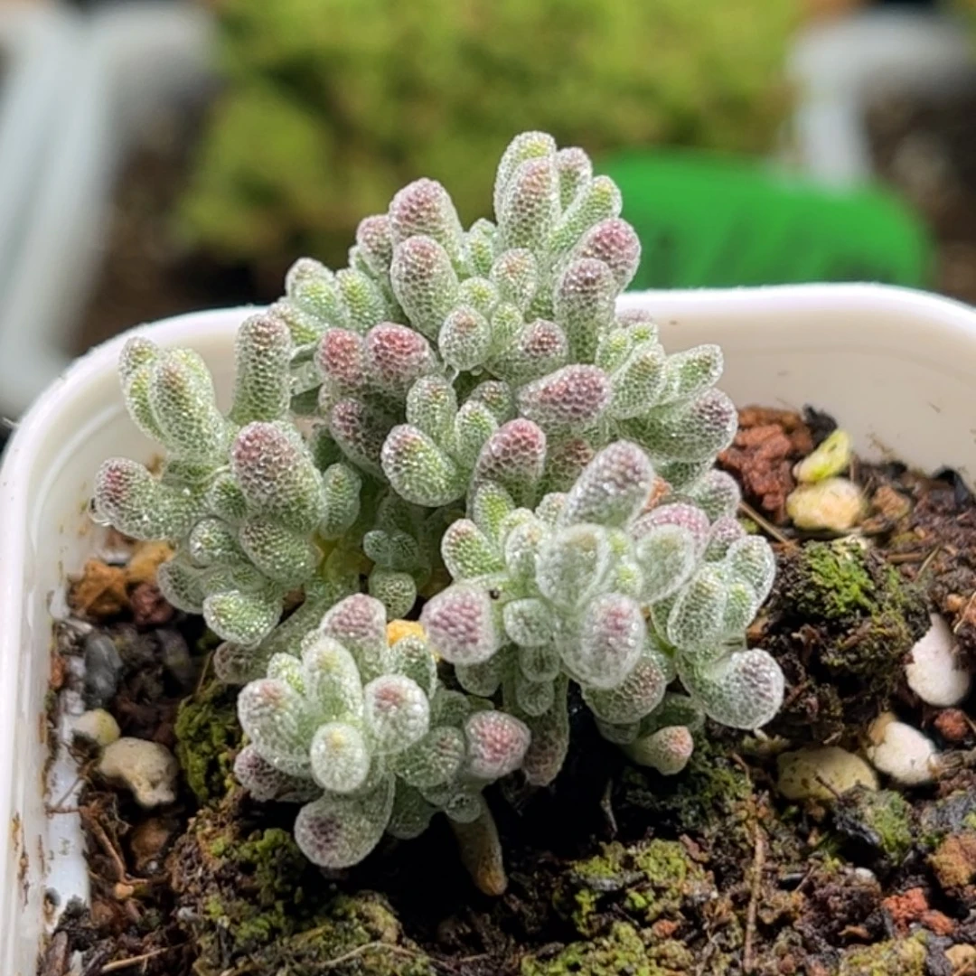 1752扦插冰钻优选