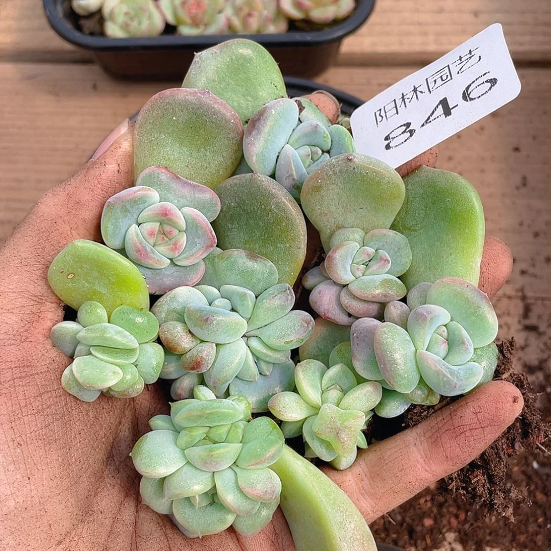 多肉植物多肉植物846
