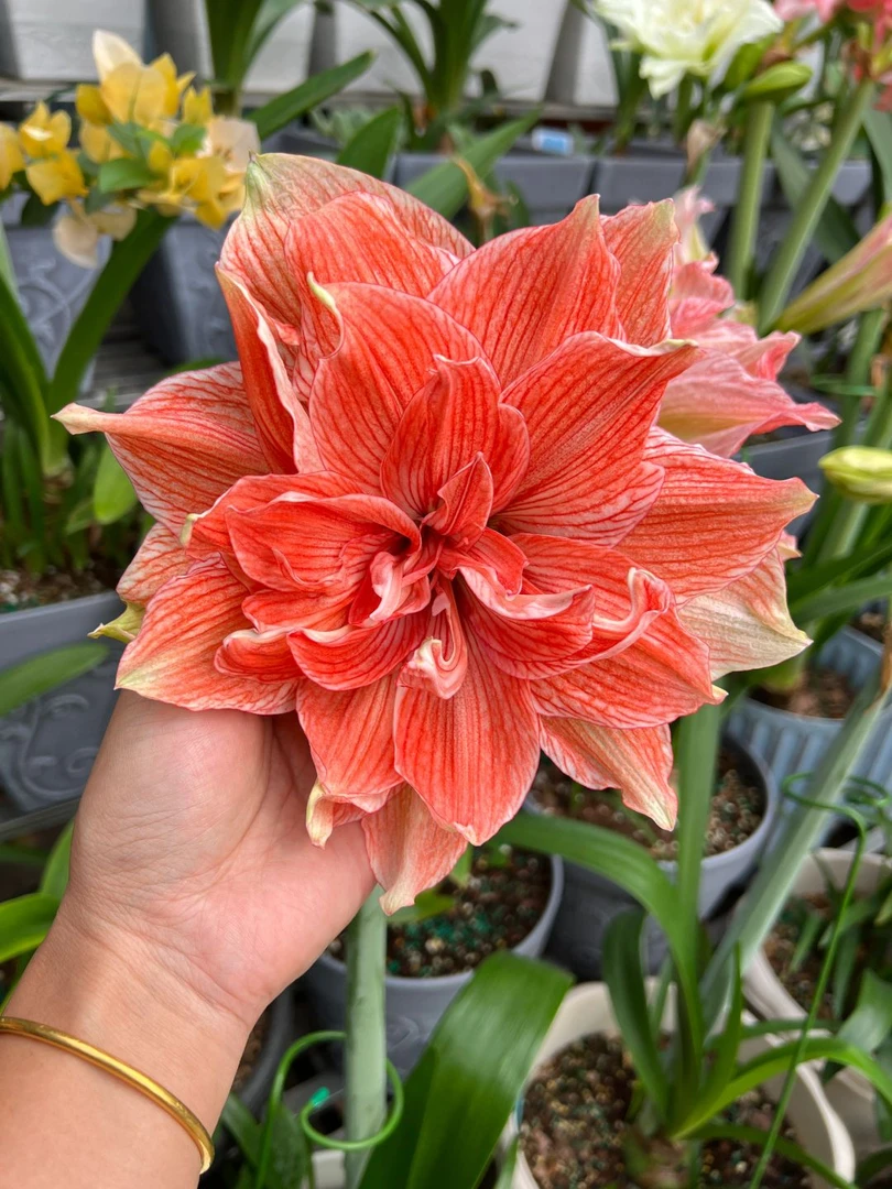 【尼罗河女儿】大花重瓣包对版