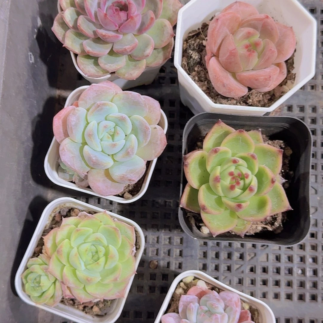 精品福利多肉植物