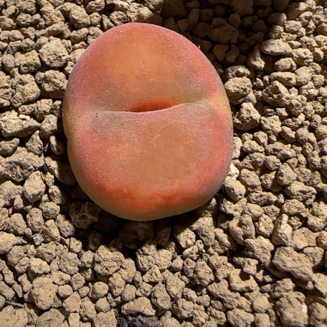 肉锥多肉植物组合-优选水蜜桃母本374