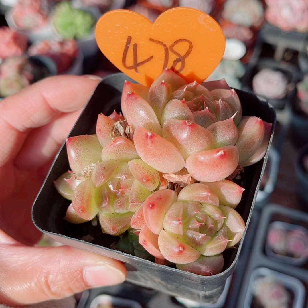 小***西478号小老桩珍妮群