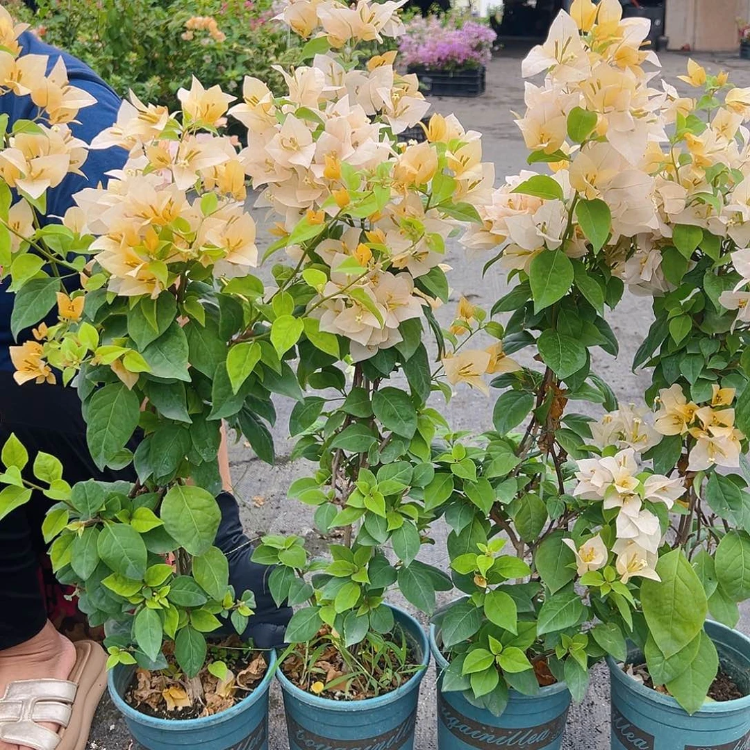 大部分花苞少量开放苏瓦娜带竹一颗
