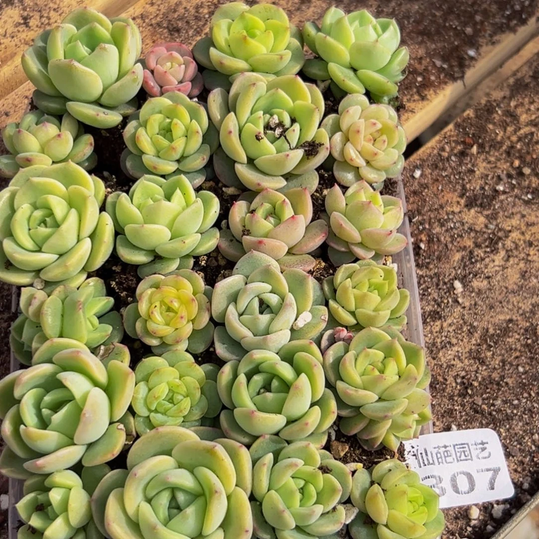 307大热天的一天从早上开始