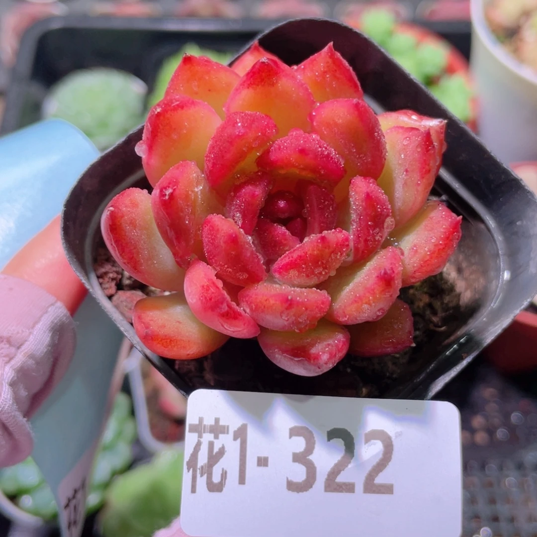 花利美1-322阿姆斯壮