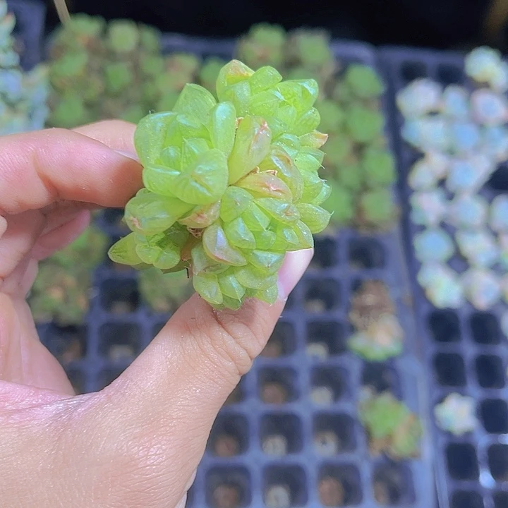 精品玉露群多肉植物