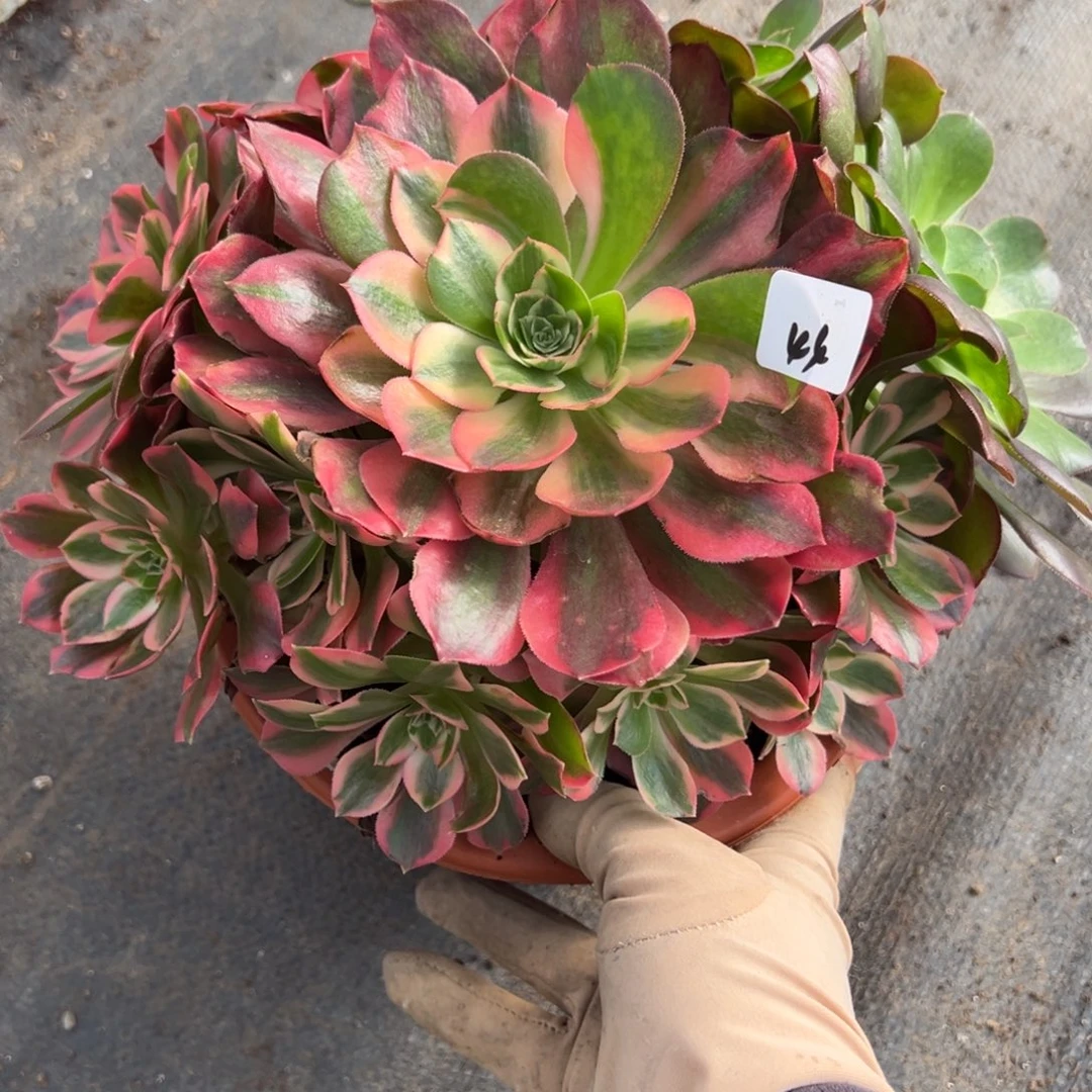 44花脸女妖多肉洗澡了