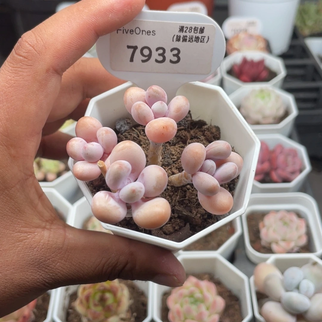 7993亚美桃蛋5.0厘米