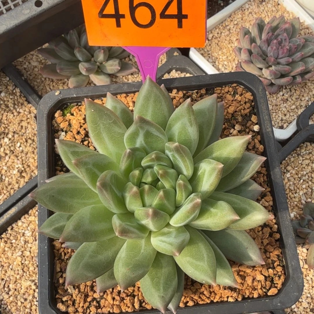 韦斯特曼一物一拍464