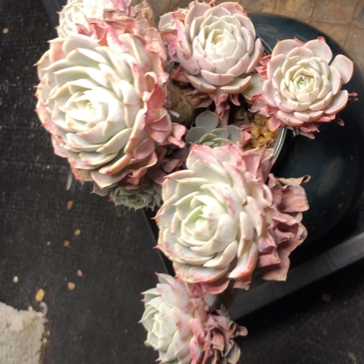 茹86/////////////////