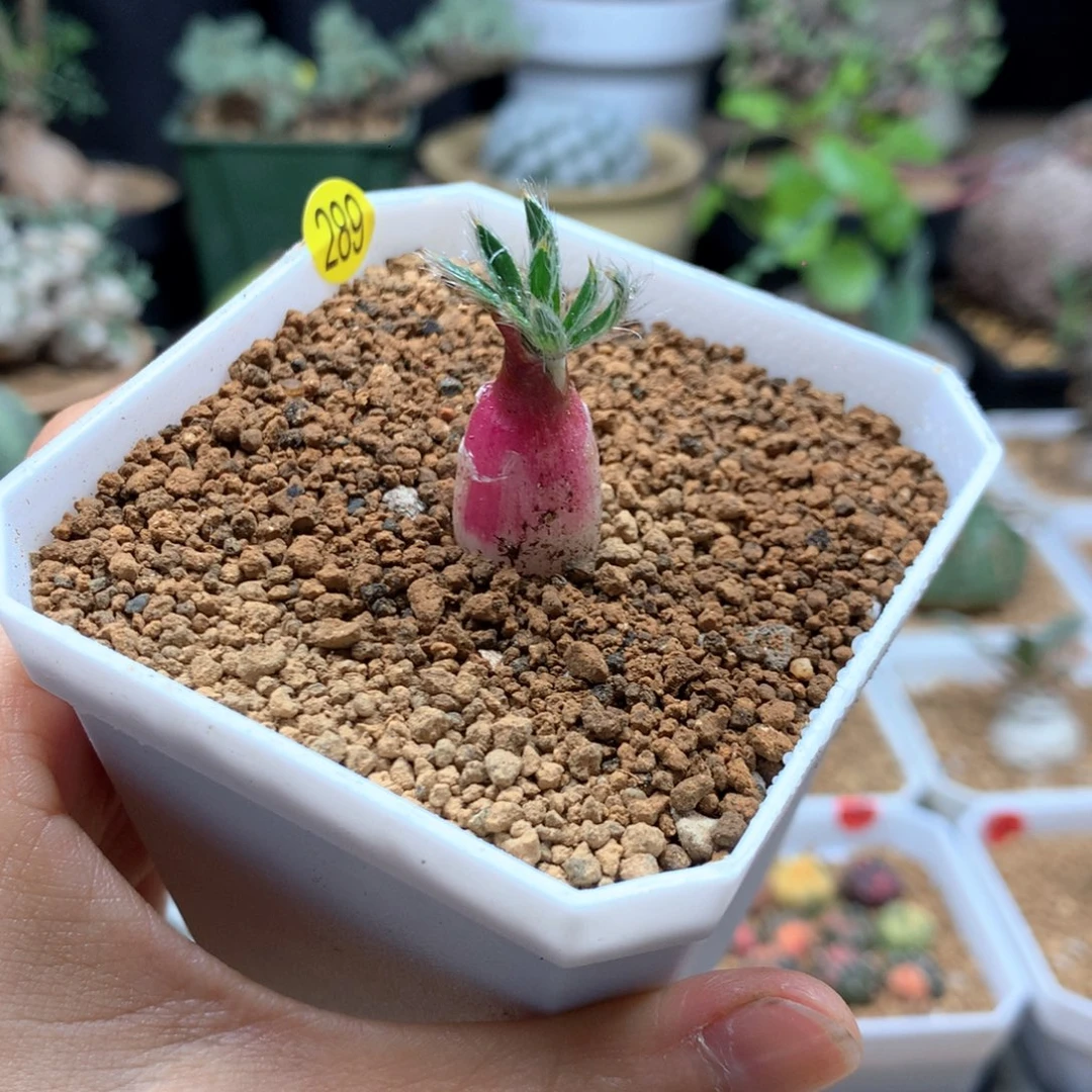 金刚钻弹簧草带盆多肉