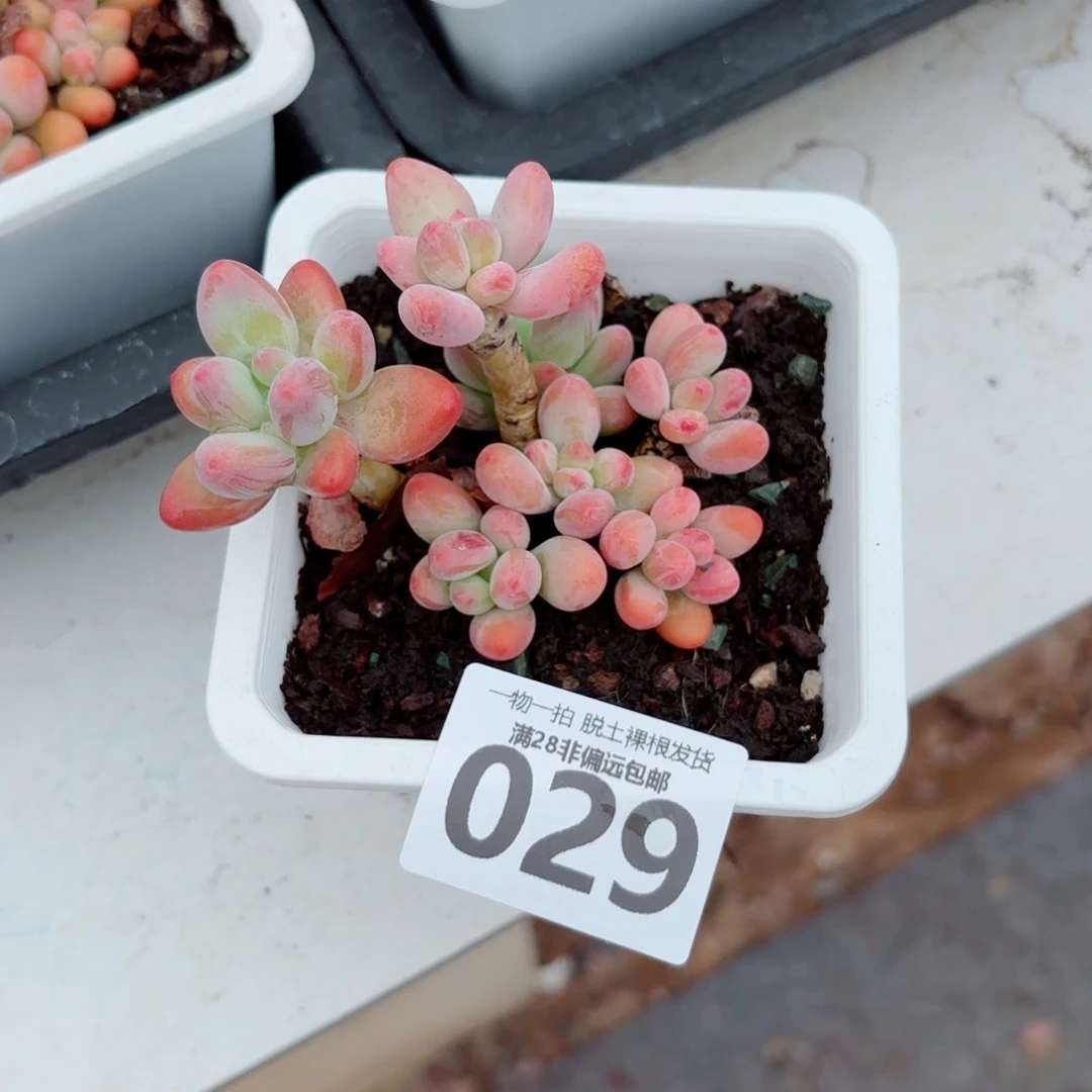 樱花奶整群多肉多肉多肉