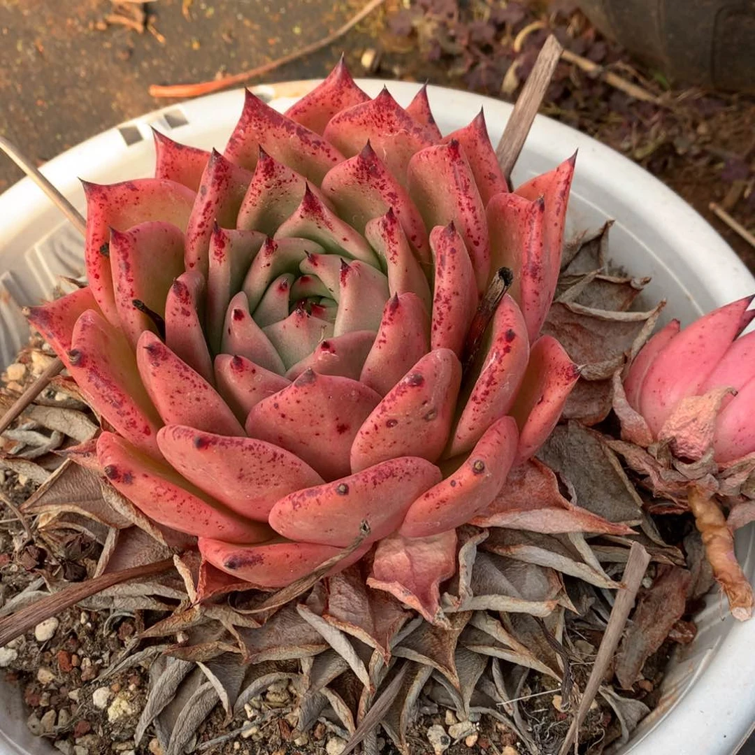 30包邮，断枝不包售后