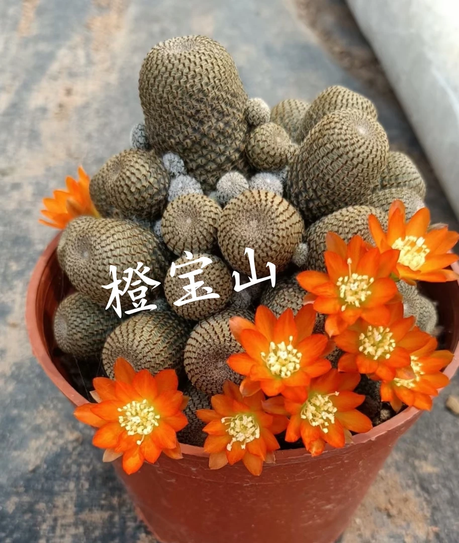 橙宝山仙人球趣味橙花萝卜根无刺多肉植物群生盆栽净化空气