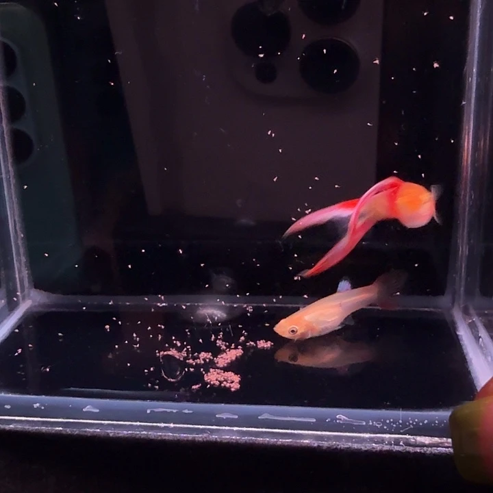 孔雀鱼红尾双剑1对