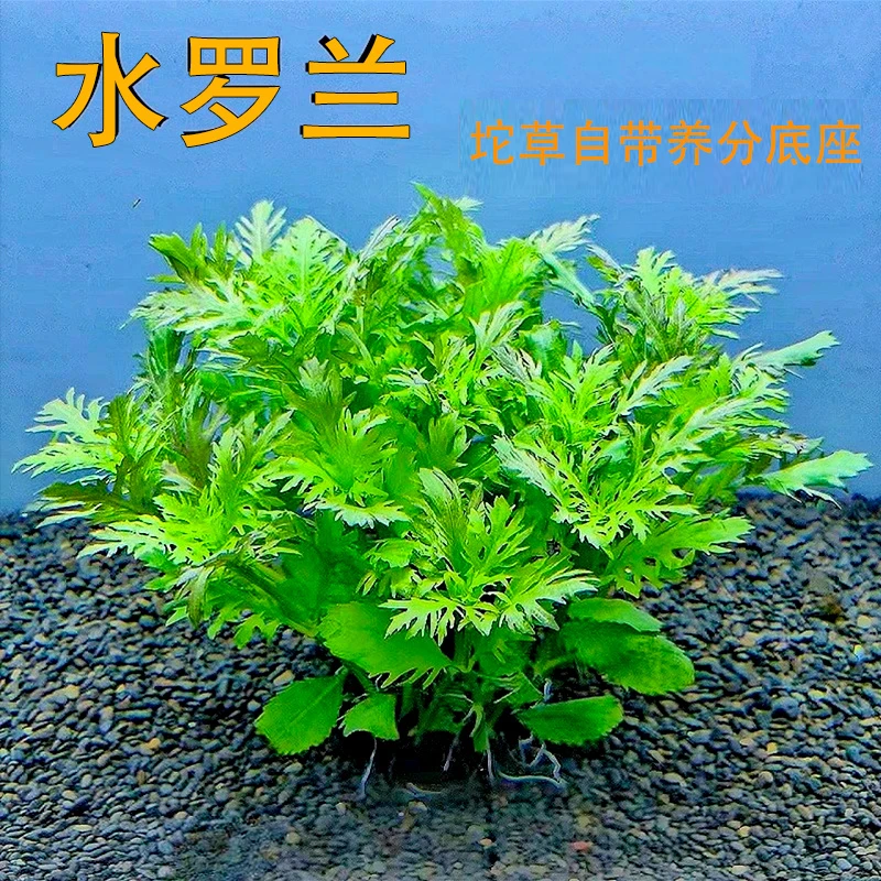 水罗兰水草植物活体真草阴性好养活可净化水质用于鱼缸造景