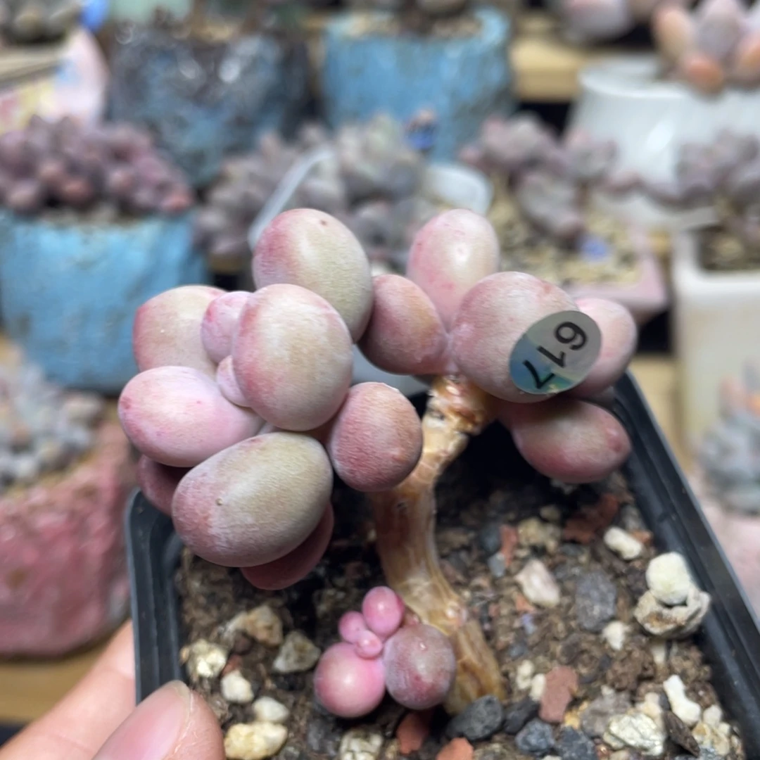 h***l桃花奶酪多肉植物出血斑