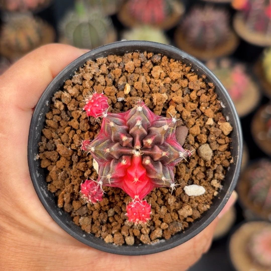 泰系米哈仙人球系列101