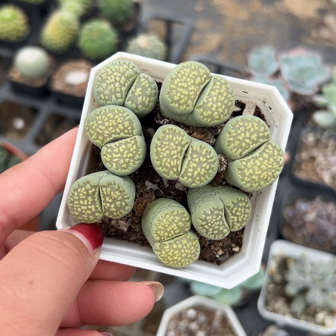 多肉植物多肉植物