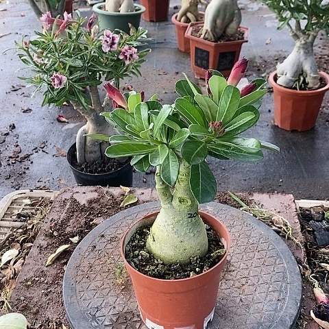 【闪购商品】无花朵心*