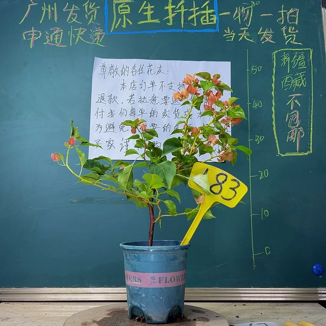 当前无花栽培后可以开花  落日  183