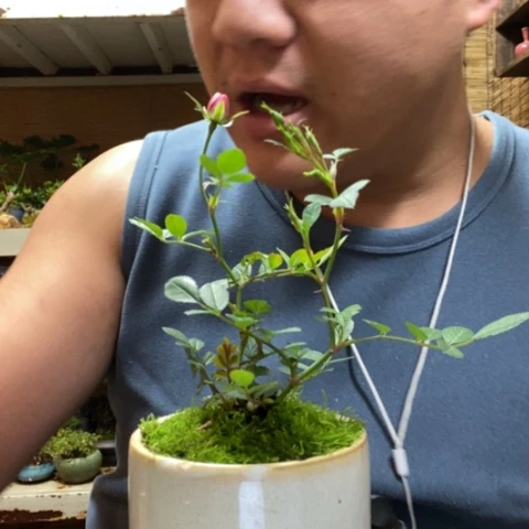 红陶好*好一物一拍所见即所得219