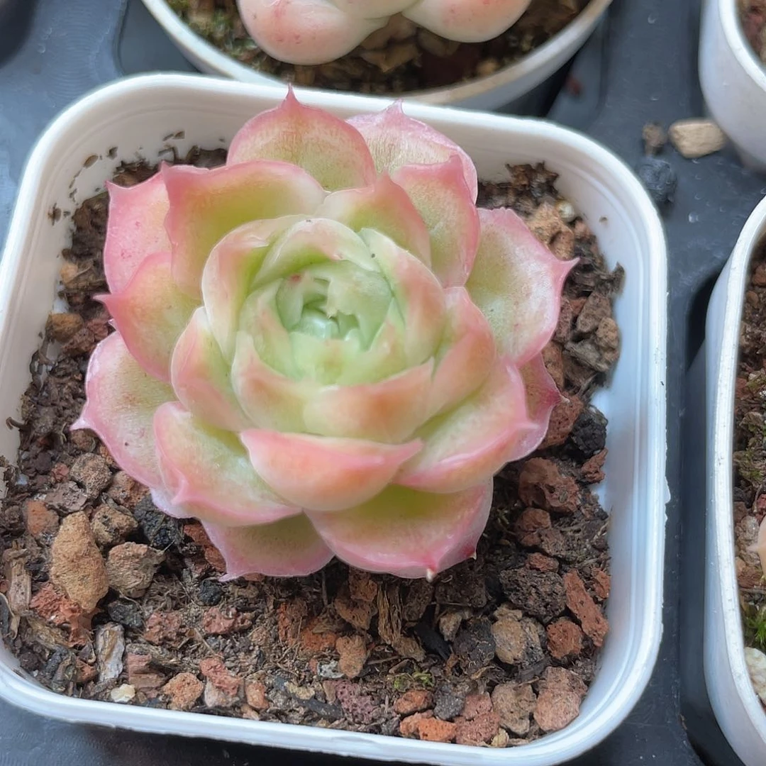 优选水晶虾饺619