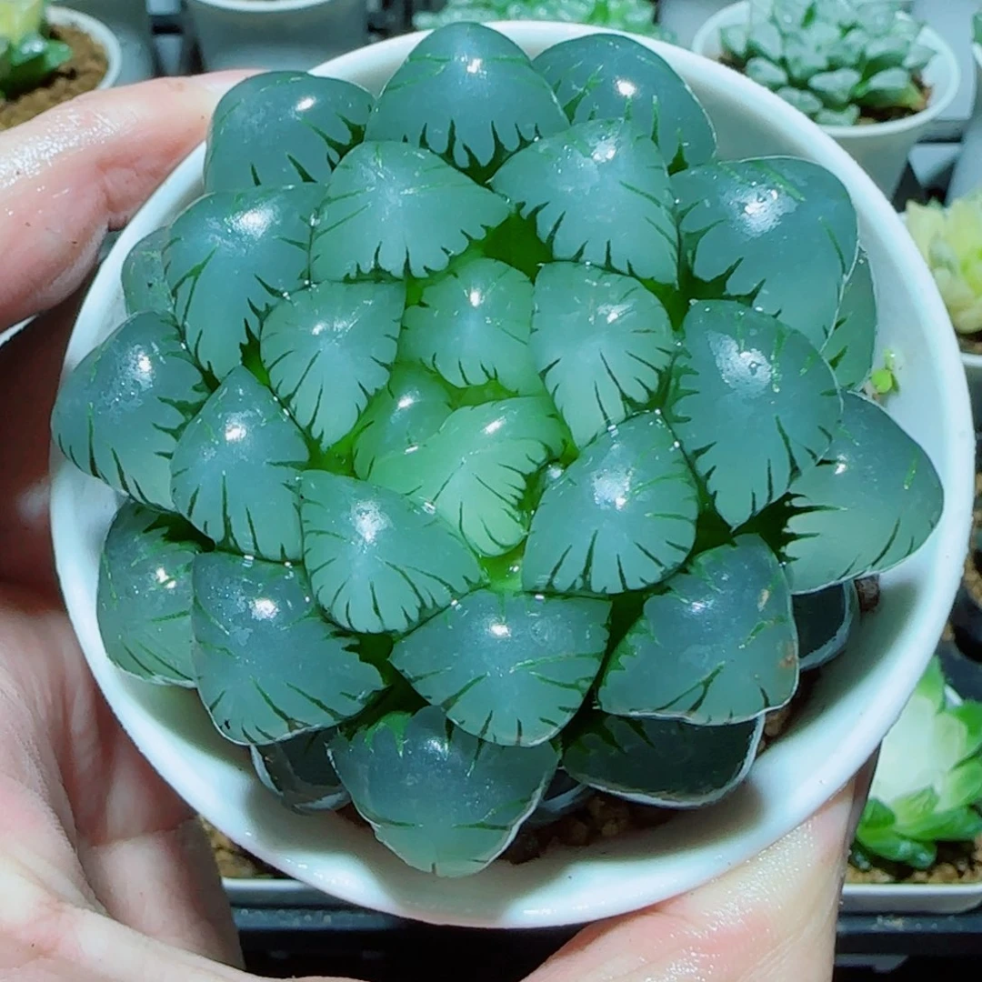 大母本冰灯多肉植物