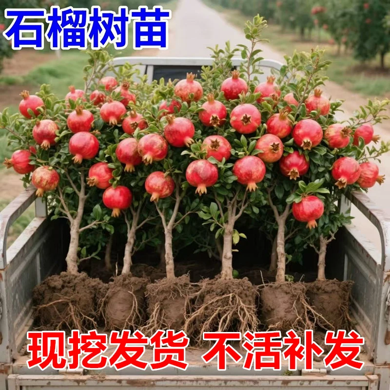石榴树树苗突尼斯软籽石榴苗地栽庭院果树特大带土无籽甜石榴树苗