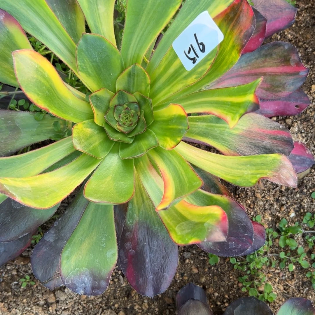 516五毒日彩多肉紫